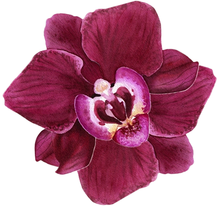 Orquídea